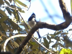 Phoenicurus coeruleocephala