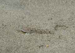 Pomatoschistus marmoratus
