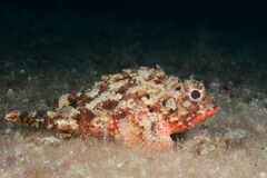 Scorpaena notata