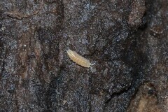 Trichoniscus pygmaeus