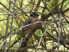 Heterophasia capistrata