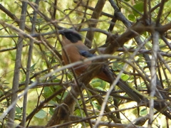 Heterophasia capistrata