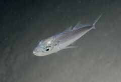 Trachurus