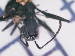 Aphaenogaster senilis