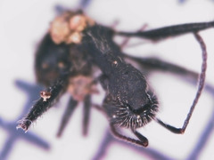 Aphaenogaster senilis