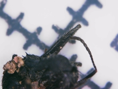 Aphaenogaster senilis