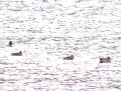 Sibirionetta formosa