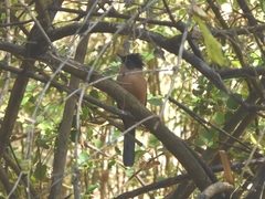 Heterophasia capistrata