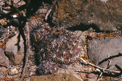 Coryphantha durangensis cuencamensis