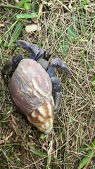 Coenobita violascens