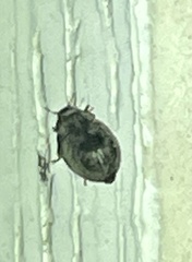Bostrichoidea