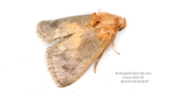 Microleon longipalpis