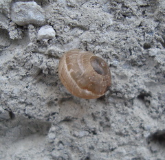 Helicoidea