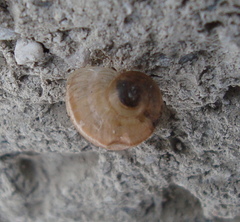 Helicoidea
