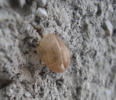 Helicoidea
