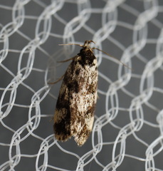 Barea eucapnodes