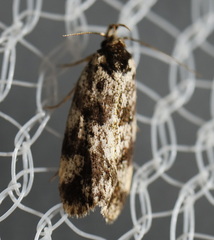 Barea eucapnodes