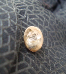 Helicoidea