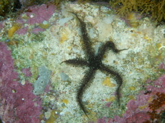 Ophiacanthida