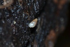 Carychium