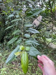 Rhamnus formosana