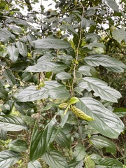 Rhamnus formosana