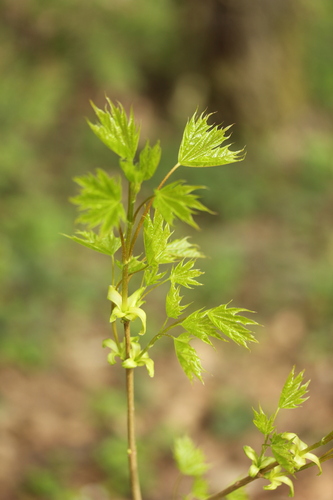 Paprastasis klevas nuotrauka