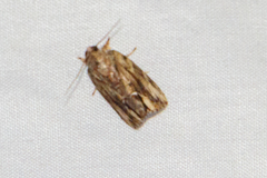 Etanna breviuscula