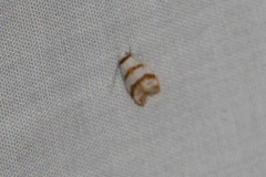 Chezala brachypepla