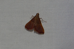 Endotricha mesenterialis