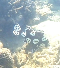 Plectorhinchus chaetodonoides