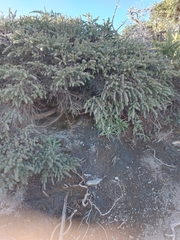 Adenocarpus viscosus