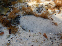 Pseudorhombus jenynsii