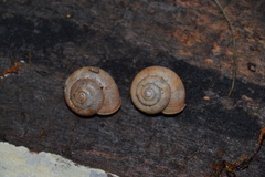 Fruticicola fruticum