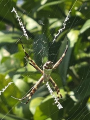 Argiope argentata