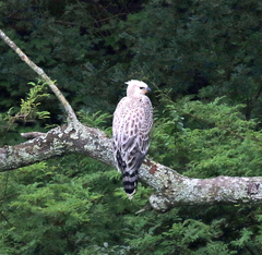 Stephanoaetus coronatus