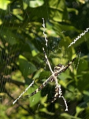Argiope argentata