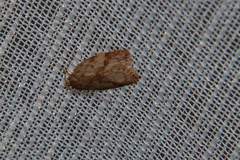 Oligoloba severa