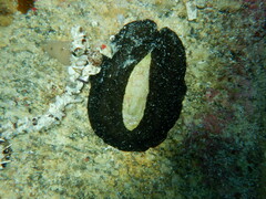 Scutus antipodes