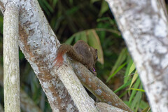 Callosciurus notatus