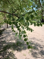 Sclerocarya birrea