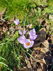 Crocus