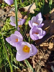 Crocus
