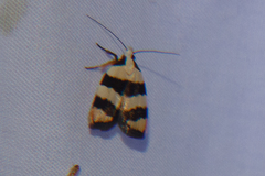 Zonopetala divisella