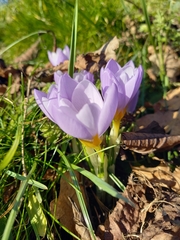 Crocus