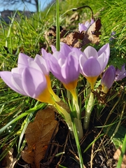 Crocus