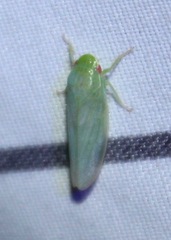 Iassinae