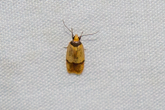 Heterallactis euchrysa