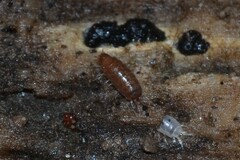 Trichoniscus pusillus