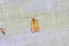Oligoloba severa